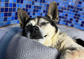 Patuco continúa ingresado en una clínica veterinaria con pronóstico reservado.