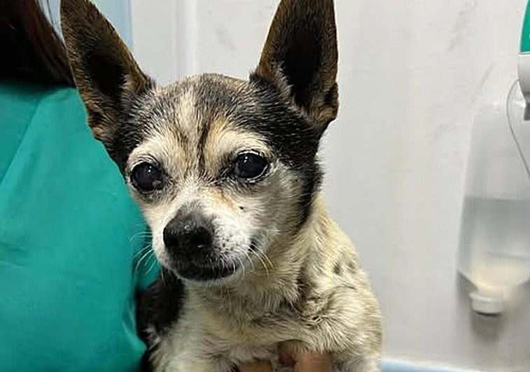Patuco durante su ingreso en una clínica veterinaria.