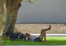 Un hombre descansa a la sombra de un árbol en el sur de Gran Canaria.