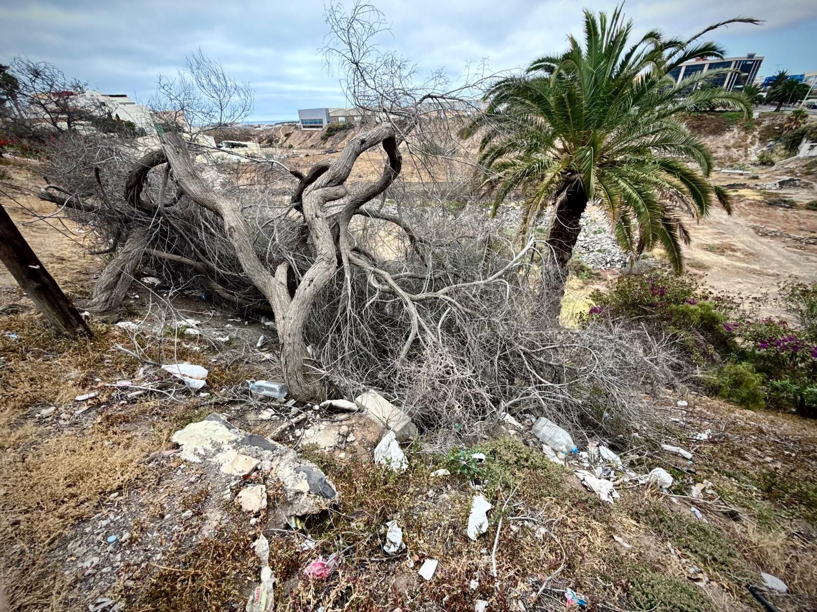 El paisaje en la zona es desolador y desde Econara solicitan una actuación inmediata.