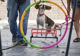 La perra Trufa es una Beagle de 6 años, adiestrada desde que tenía tan solo tres meses por Alberto Piernavieja, adiestrador y técnico en intervención asistida con animales.