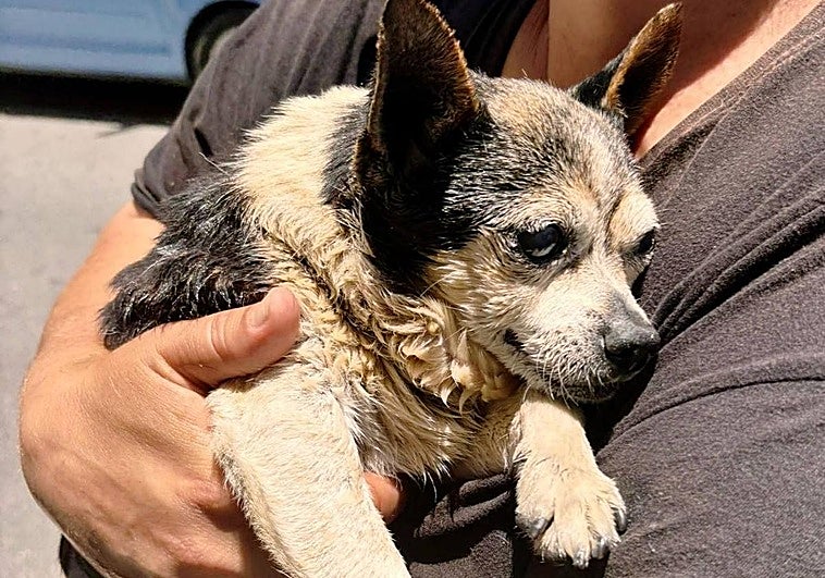 Patuco tras ser rescatado de un contenedor soterrado en Vecindario.