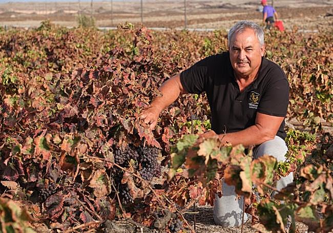 Pedro Martín, propietario de Bodegas Conatvs, en Lajares, con sus parras.