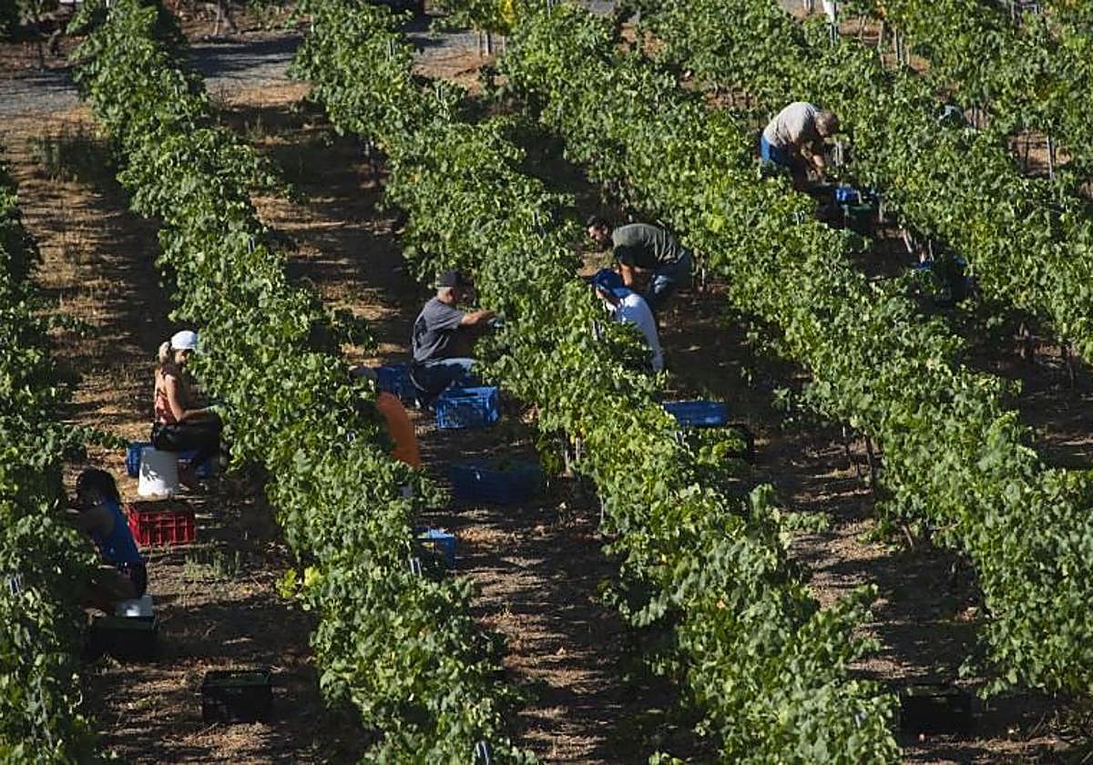 Imagen de archivo de una vendimia de uvas para la DOP Vinos de Gran Canaria.