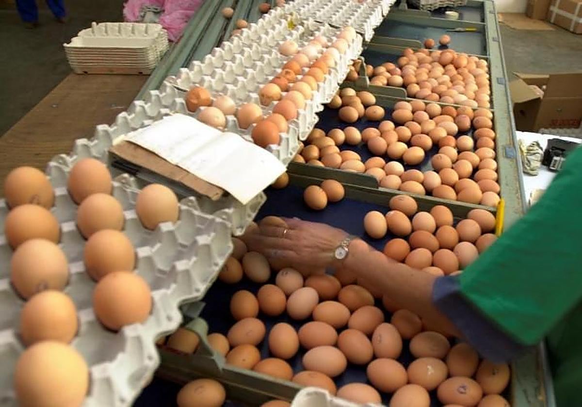 Imagen de archivo de una granja avícola.