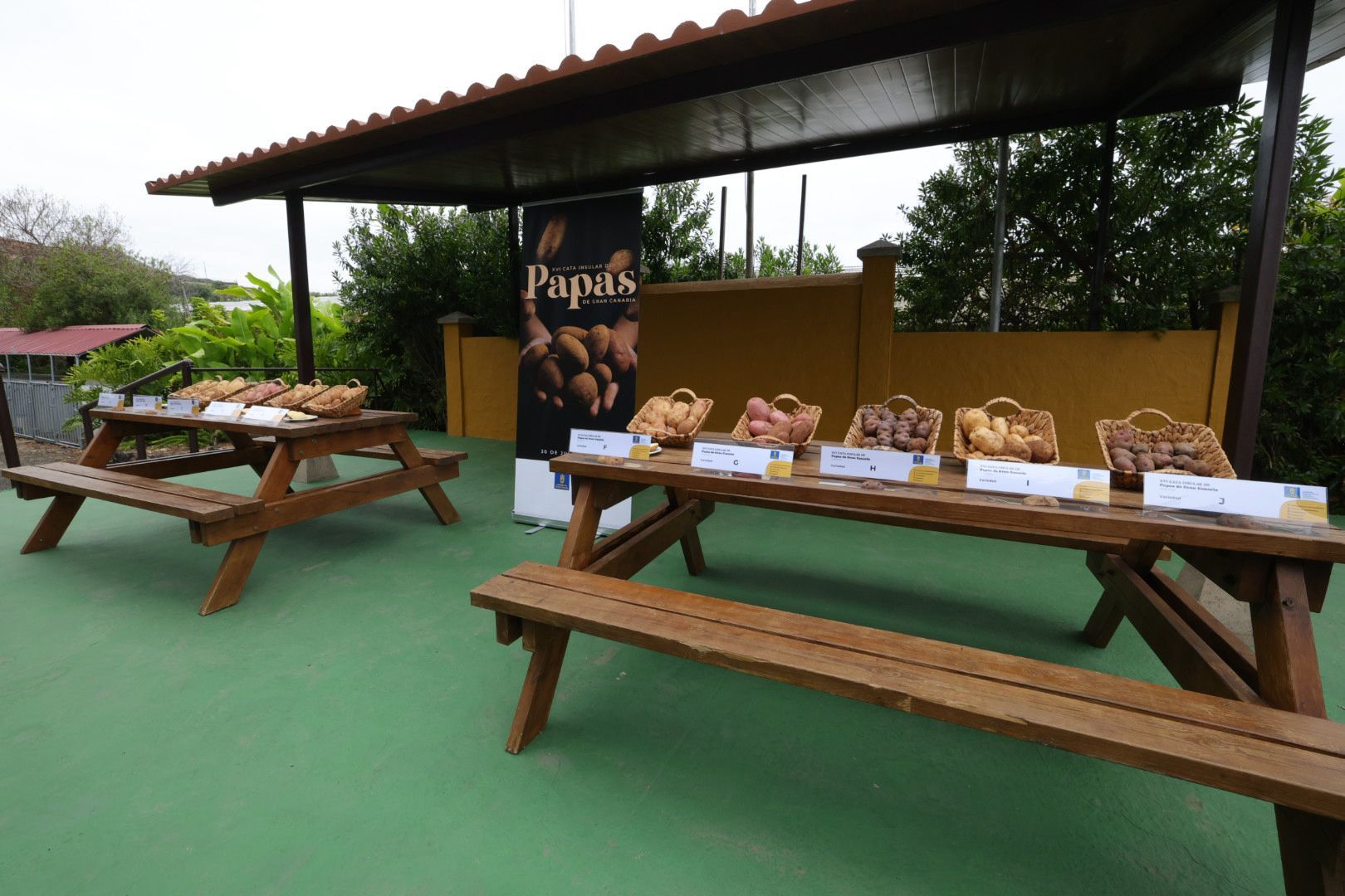 Así fue la XVI Cata Insular de Papas de Gran Canaria