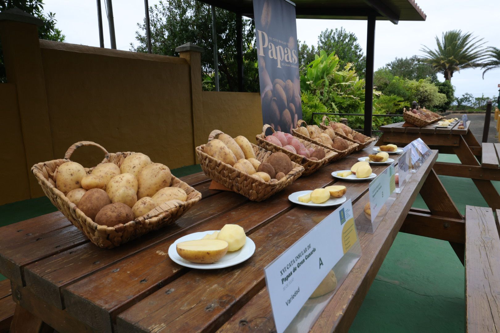 Así fue la XVI Cata Insular de Papas de Gran Canaria