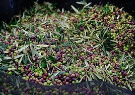 Las arbequinas son las primeras aceitunas que se cosechan.