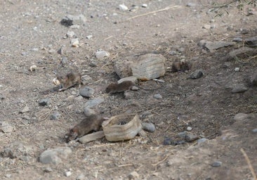 Ratas que proliferan y preocupan en La Paterna