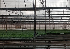 Semillero de tomates de Coagrisan en La Aldea de San Nicolás.