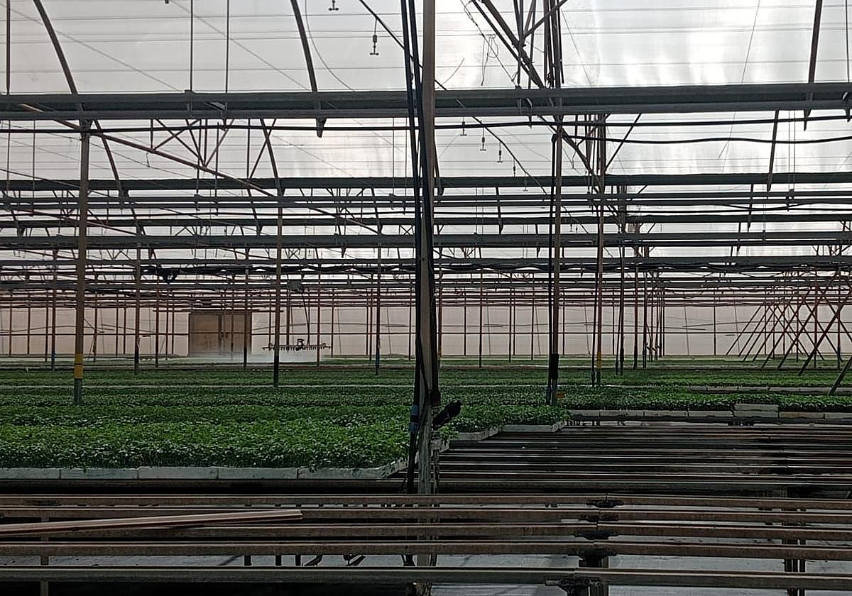 Semillero de tomates de Coagrisan en La Aldea de San Nicolás.