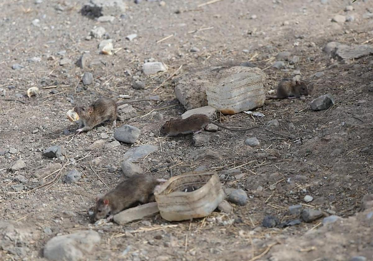 Imagen principal - Los vecinos están preocupados y afirman que la plaga no es puntual.