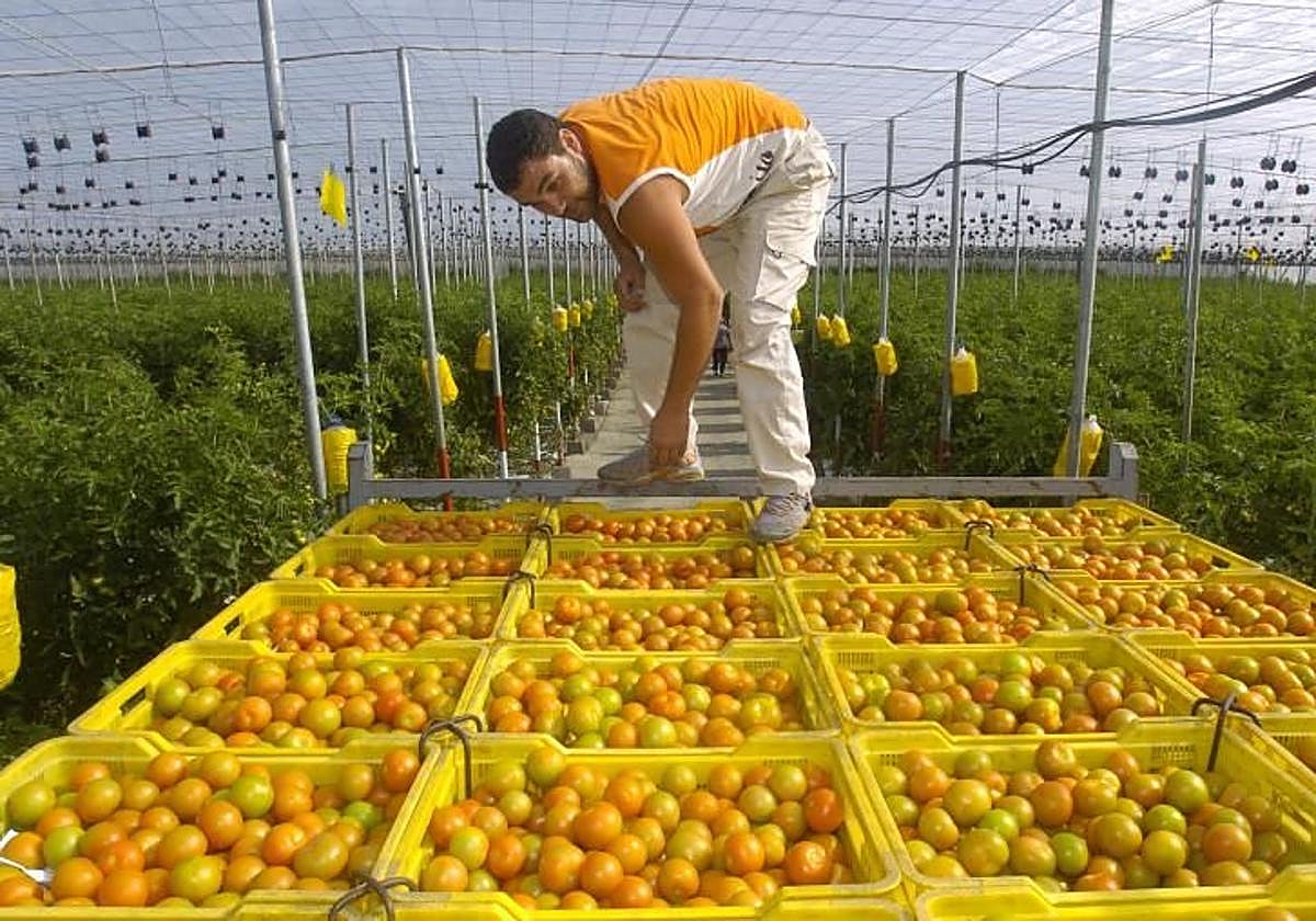 Imagen de archivo de cultivo de tomates en la cooperativa Coagrisan.