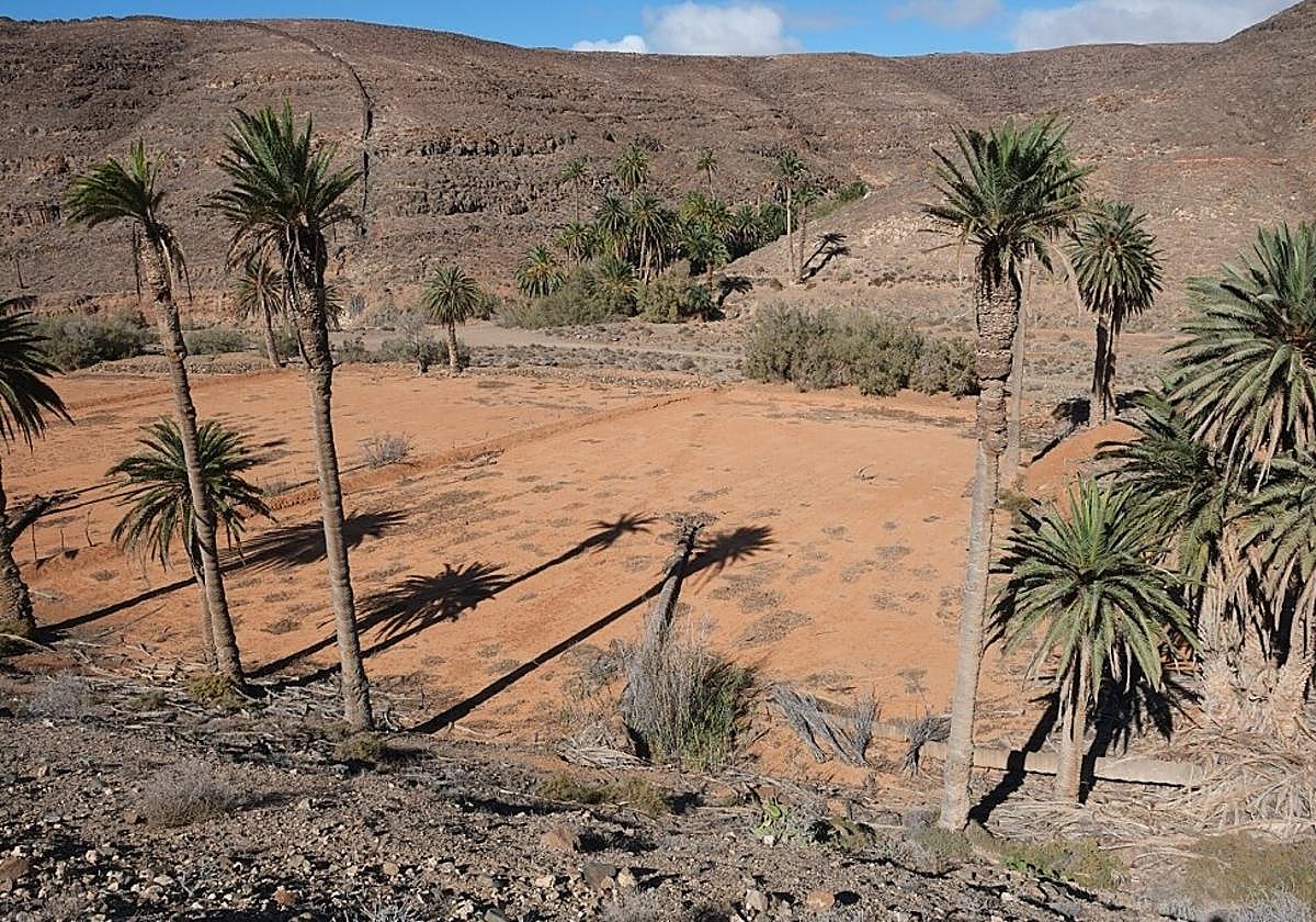 Palmeral de la Madre del Agua, con un ejemplar caído en la gavia.