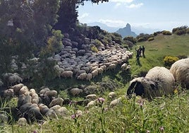 Un rebaño de ovejas conducido por varios pastores en las cumbres de Gran Canaria.
