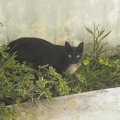 Un gato asilvestrado tras cazar a un pájaro.