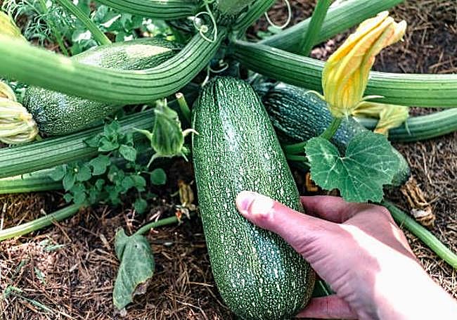 Calabacín