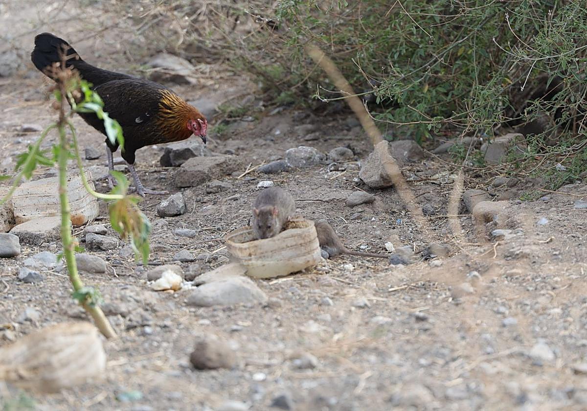 Un gallo come junto a una rata en La Feria.