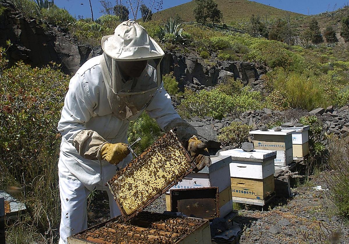 Uno de los apicultores que continúa con su actividad en la isla de Gran Canaria.