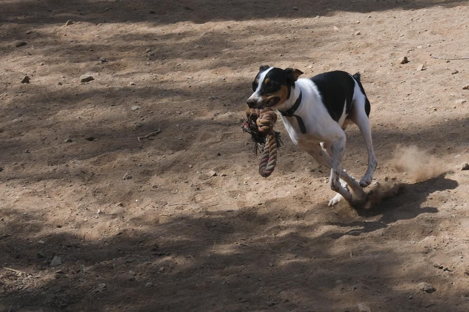 Visita por el Centro de Protección Animal de Santa Lucía de Tirajana