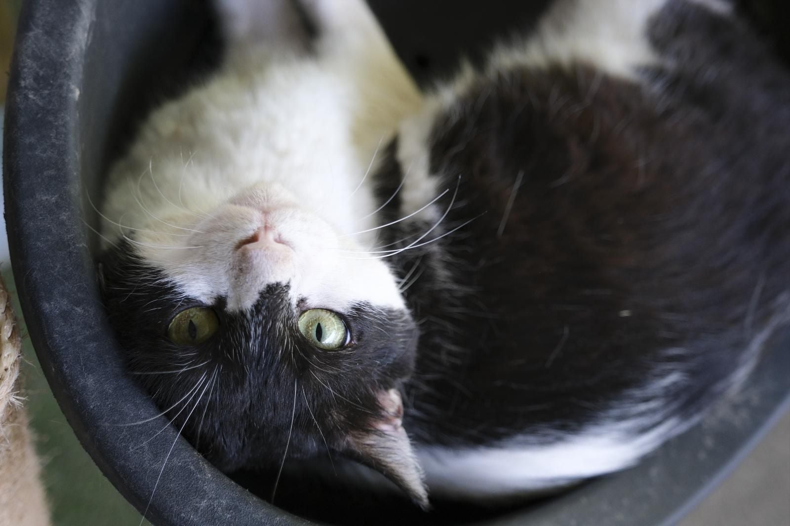 Visita por el Centro de Protección Animal de Santa Lucía de Tirajana
