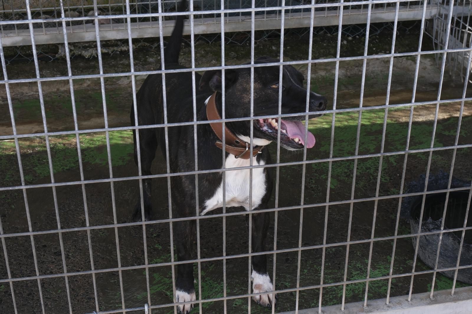 Visita por el Centro de Protección Animal de Santa Lucía de Tirajana