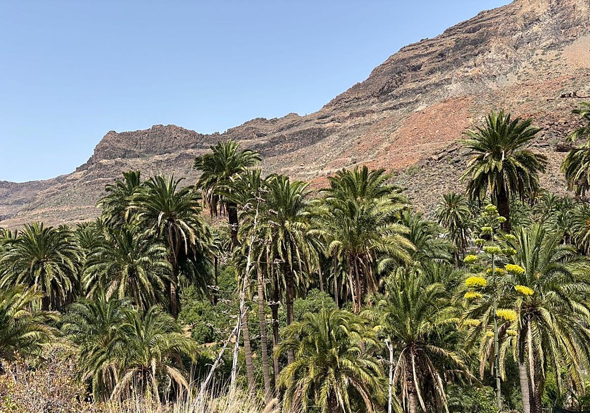 El palmeral de Fataga se incorpora a la lista de fuentes semilleras de palmera canaria.