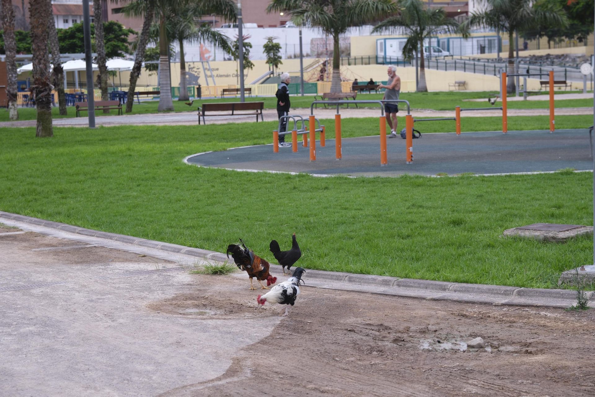 Así fue la retirada de gallos y gallinas de La Paterna