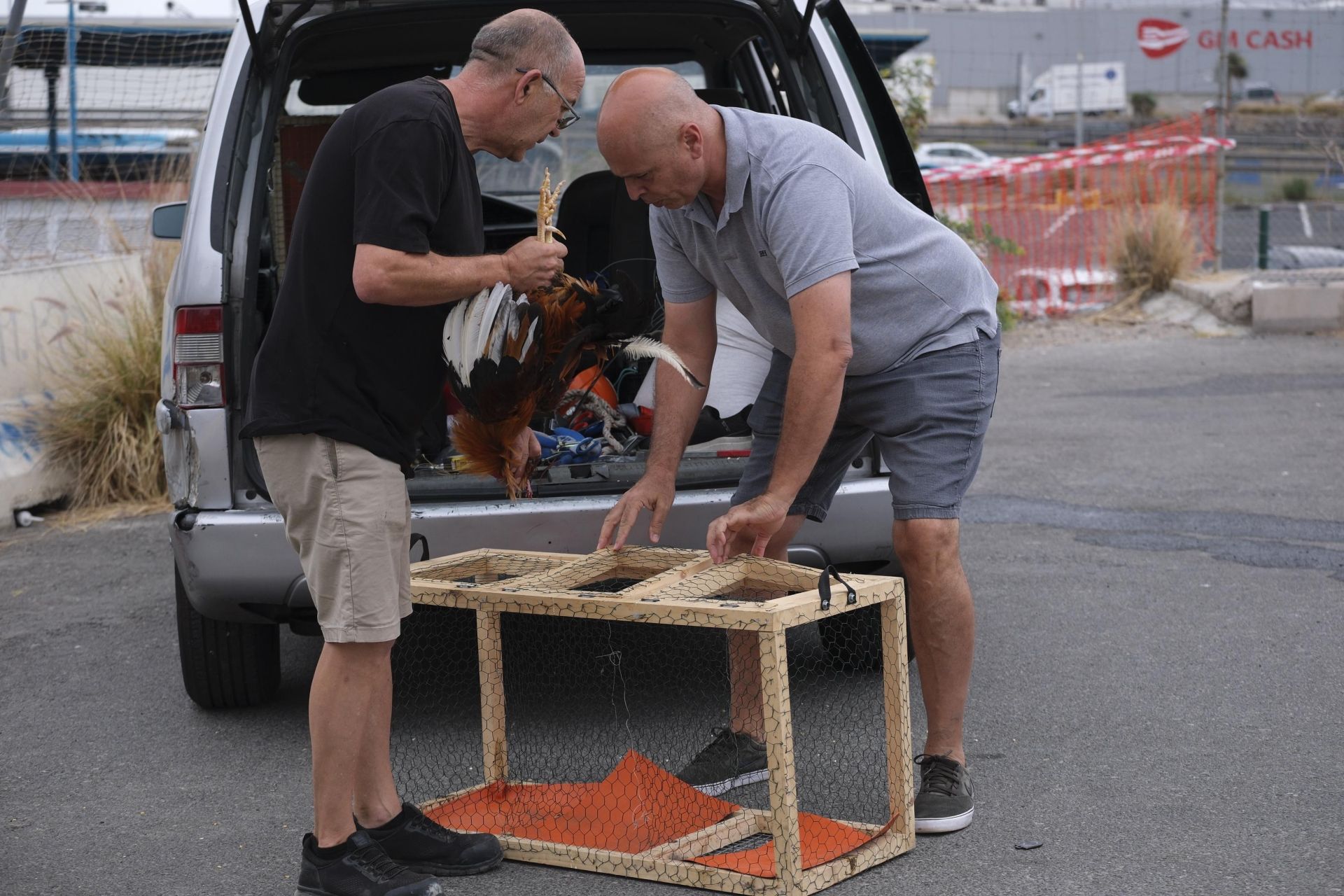 Así fue la retirada de gallos y gallinas de La Paterna
