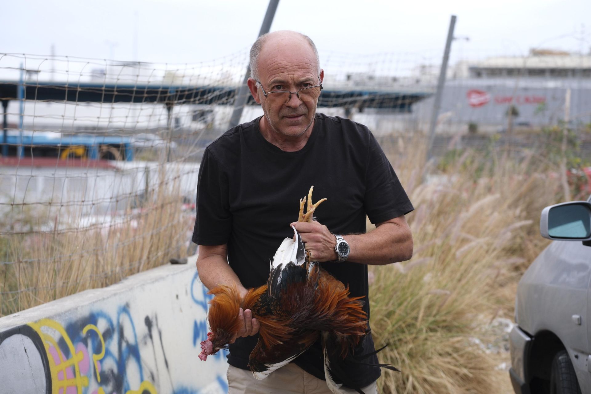 Así fue la retirada de gallos y gallinas de La Paterna