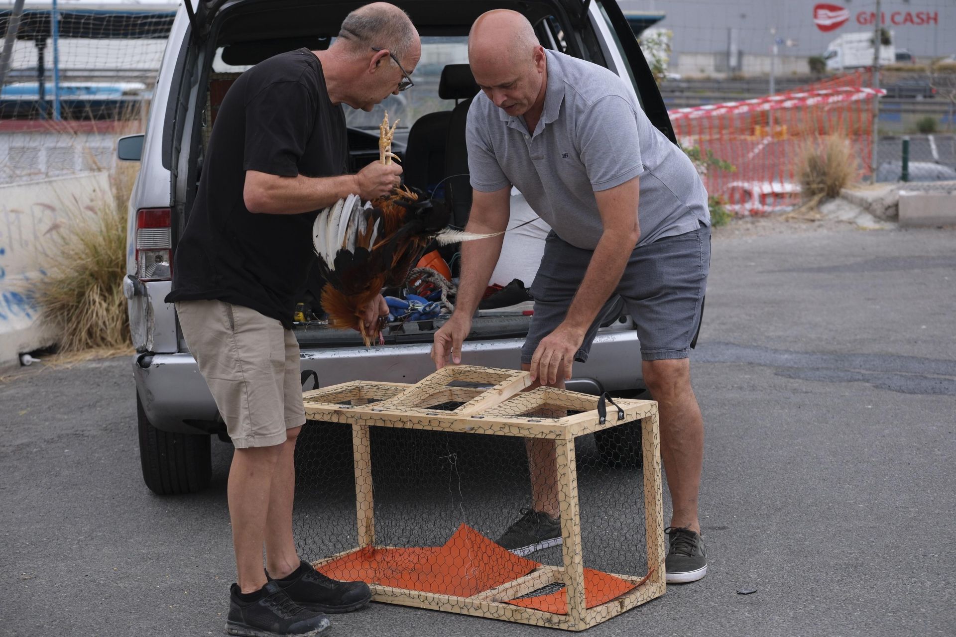 Así fue la retirada de gallos y gallinas de La Paterna