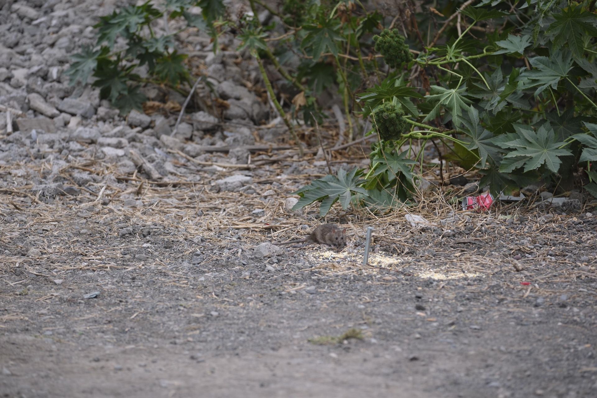 Así fue la retirada de gallos y gallinas de La Paterna