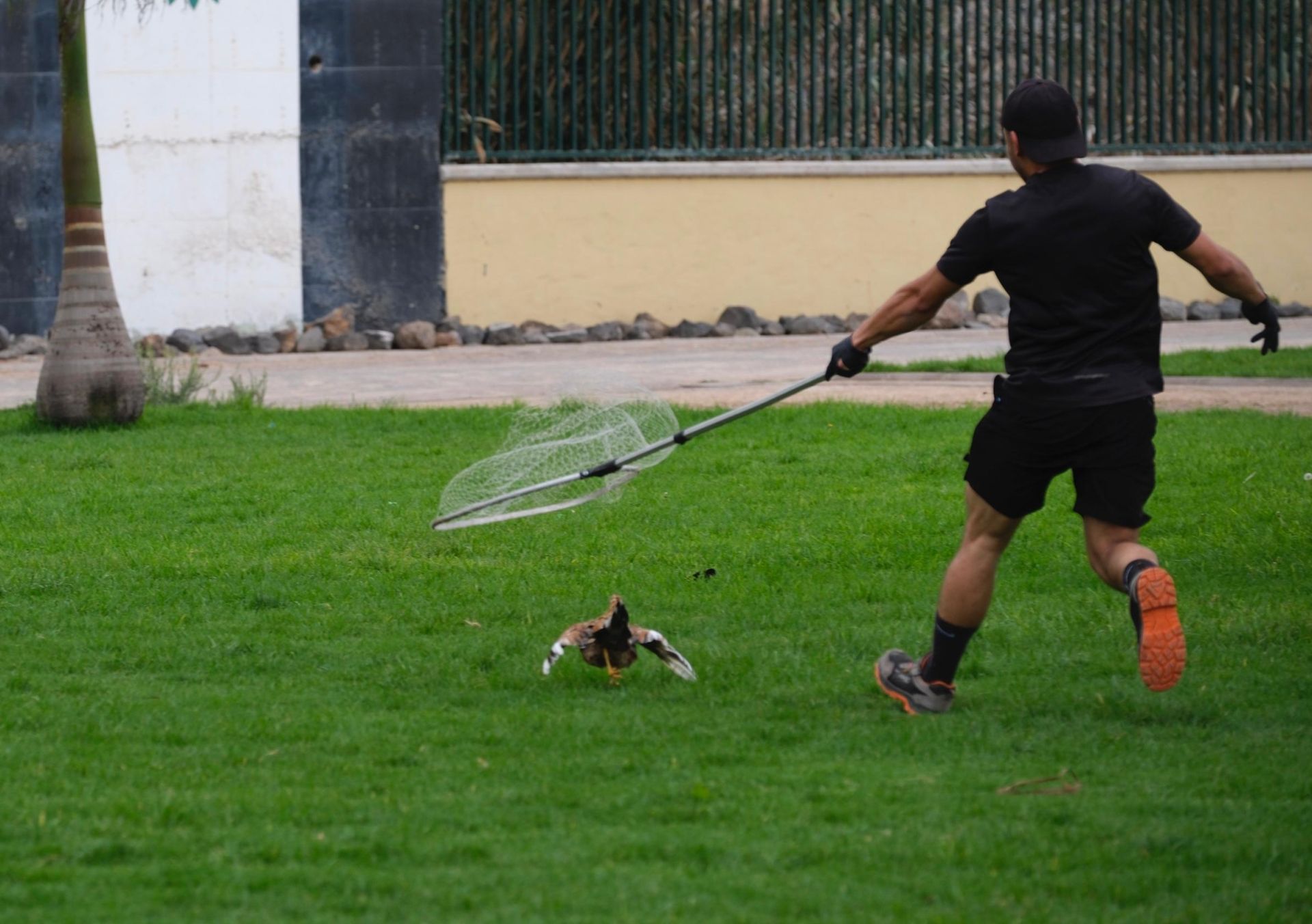 Así fue la retirada de gallos y gallinas de La Paterna