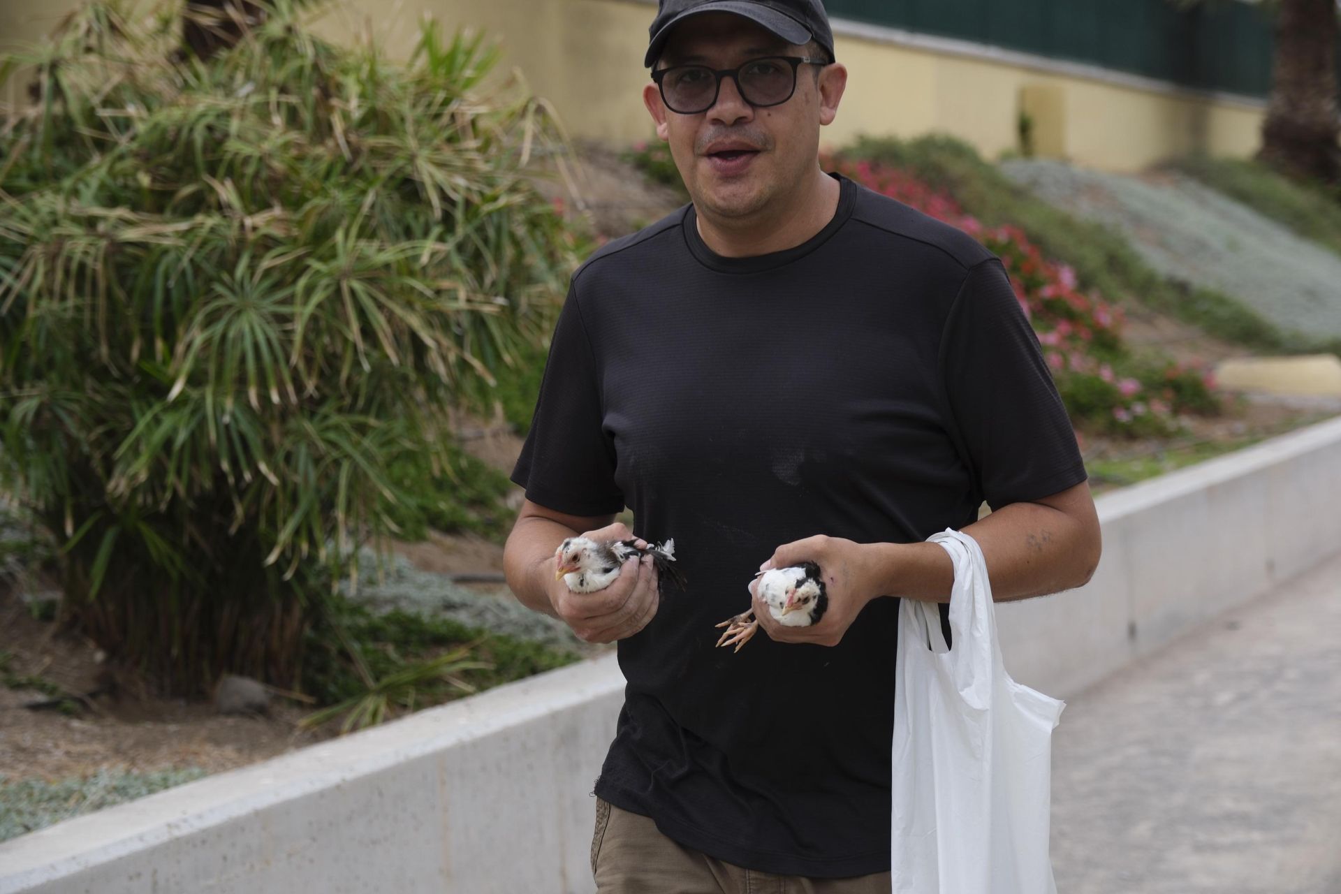 Así fue la retirada de gallos y gallinas de La Paterna