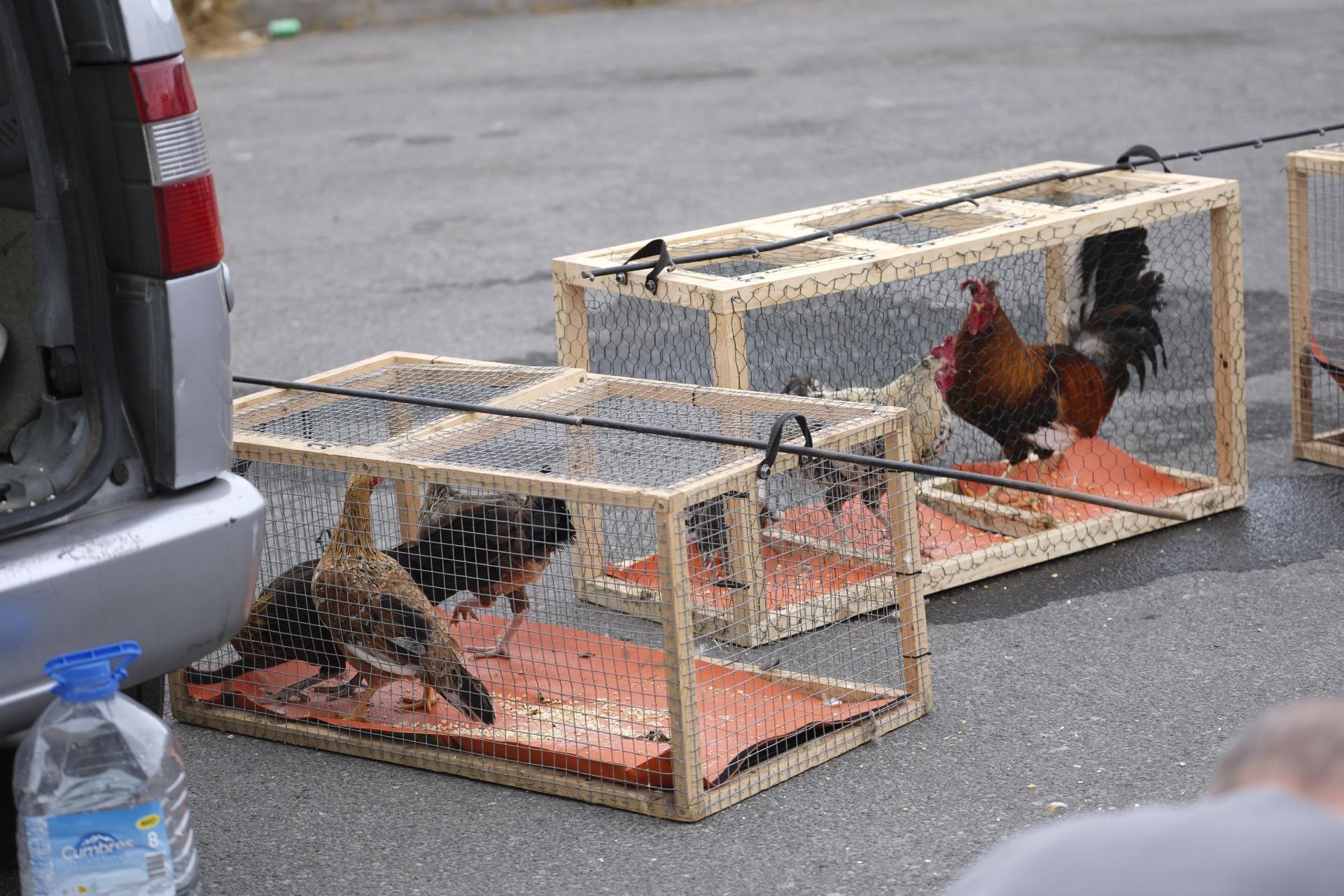Así fue la retirada de gallos y gallinas de La Paterna