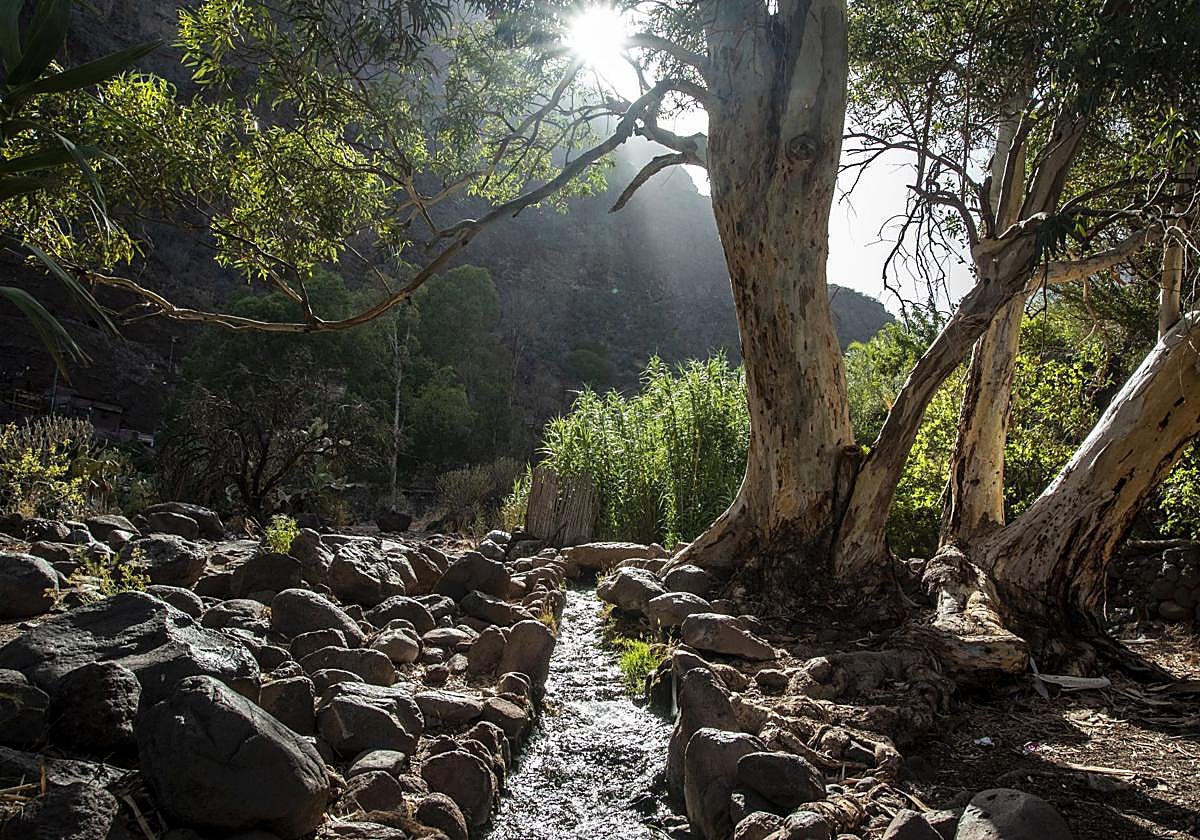 El agua corre por el barranco de Guayadeque.