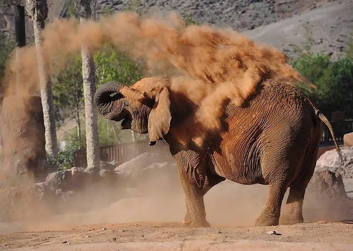 Imagen secundaria 1 - Diversos momentos del campamento de este verano en La Lajita, en el municipio de Pájara.