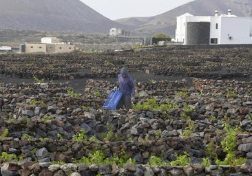 La escasez de uva hace peligrar las ayudas a los viticultores
