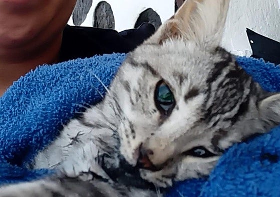 Uno de los últimos gatos envenenados, que murió horas después.