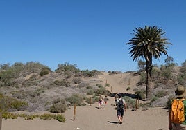 Turistas transitando por las Dunas de Maspalomas.