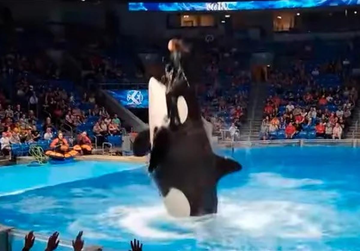 ¿Usted también vio el ataque de una orca a su entrenadora? Es falso