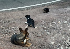 Los tres perros tumbados cerca de la carretera.