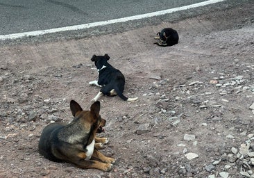 La «odisea» de encontrar tres perros abandonados y que nadie te diga dónde llevarlos