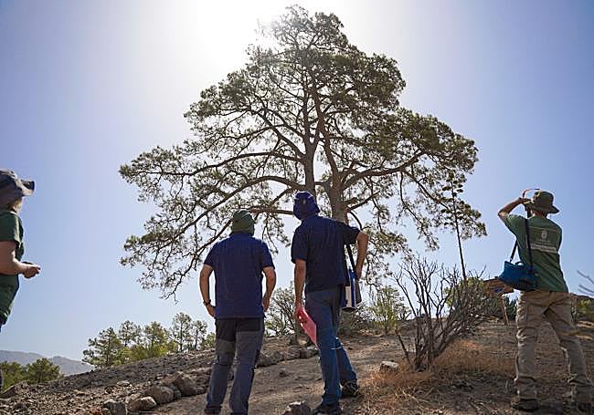 El Pino Bonito es uno de los ejemplares arbóreos más singulares de Gran Canaria.