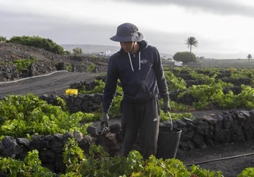 El sector del vino exige al Gobierno aligerar las inspecciones de la filoxera para salvar la vendimia