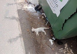 Uno de los gatos encontrados muertos en la Era de Mota.