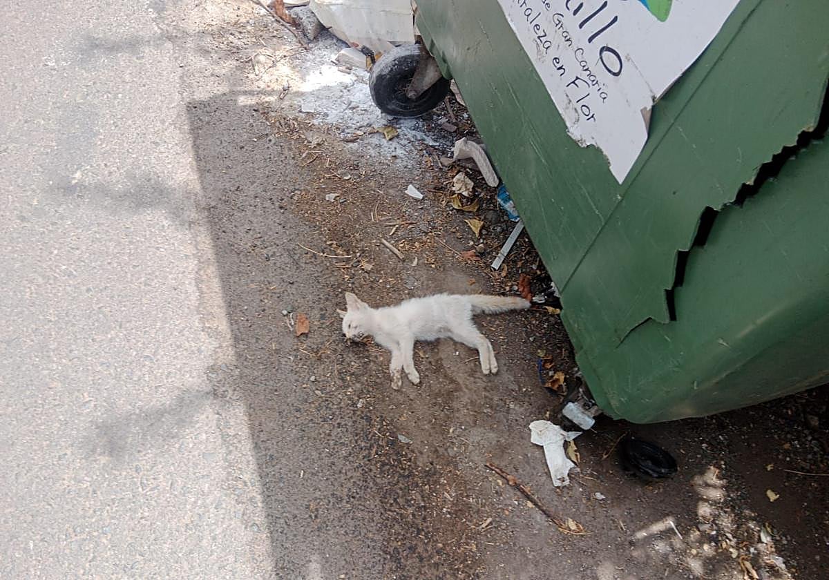 Uno de los gatos encontrados muertos en la Era de Mota.