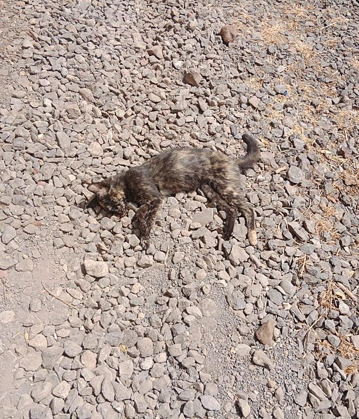 Imagen secundaria 2 - Hallan varios gatos muertos en la Era de Mota con síntomas de un posible envenenamiento