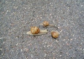 'Voces de mala reputación' o socialmente malsonantes