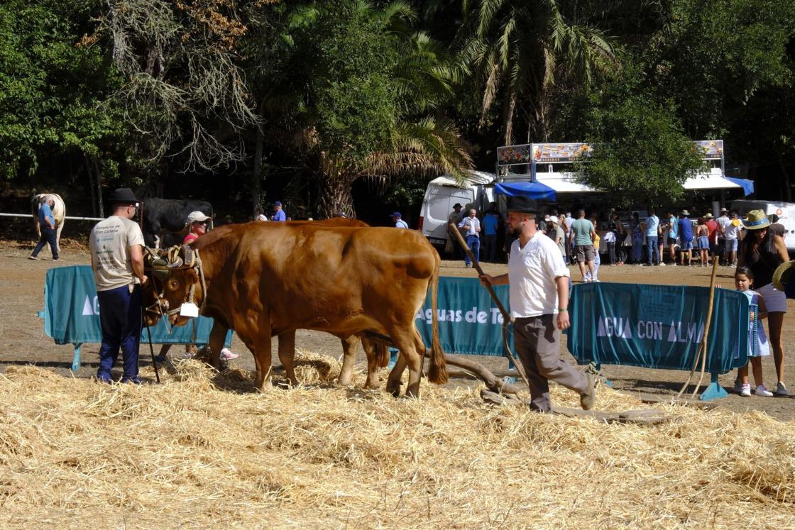 Más de 300 animales y cientos de visitantes celebran el mundo ganadero en Teror